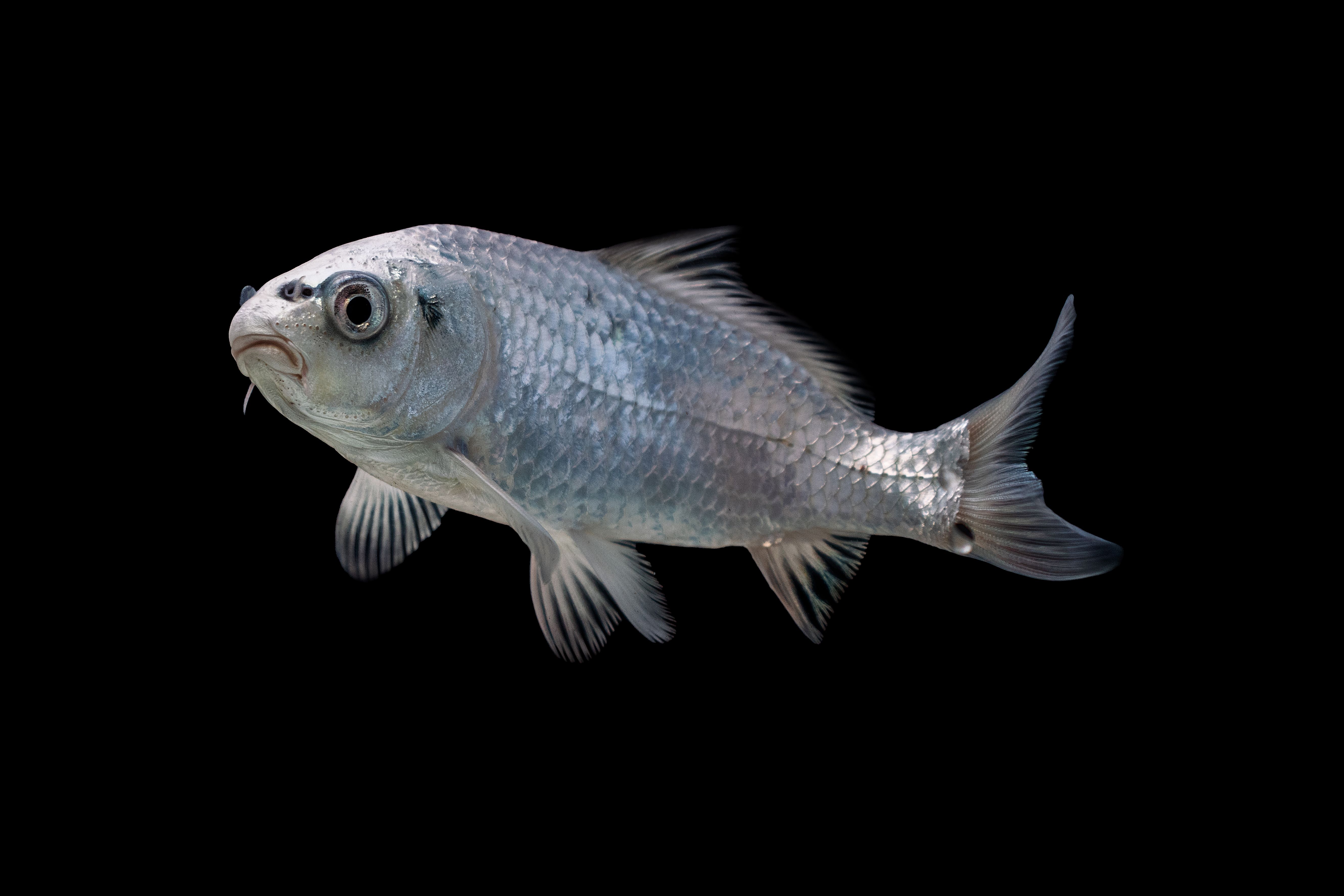 White marine life on black background
