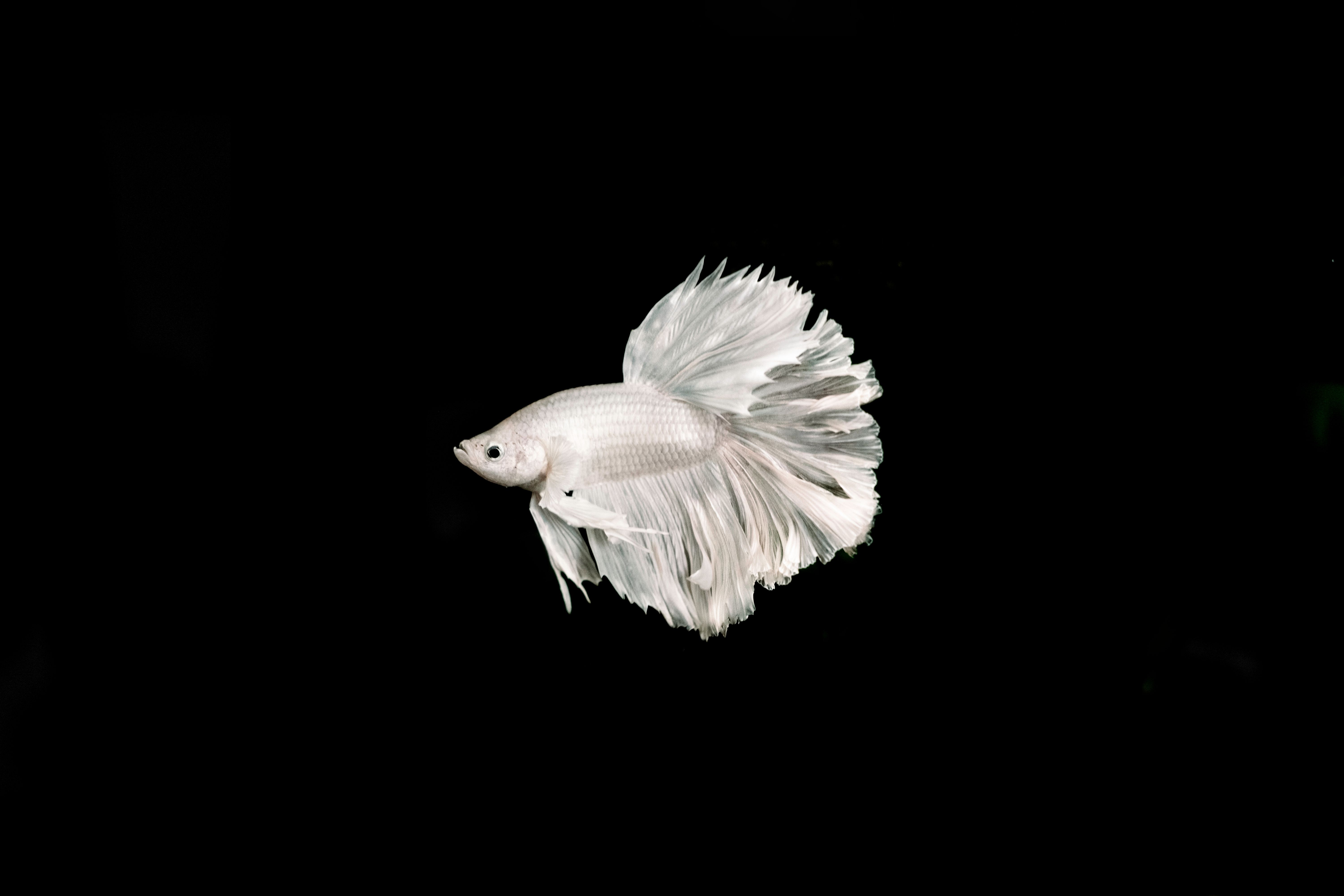 White marine organism