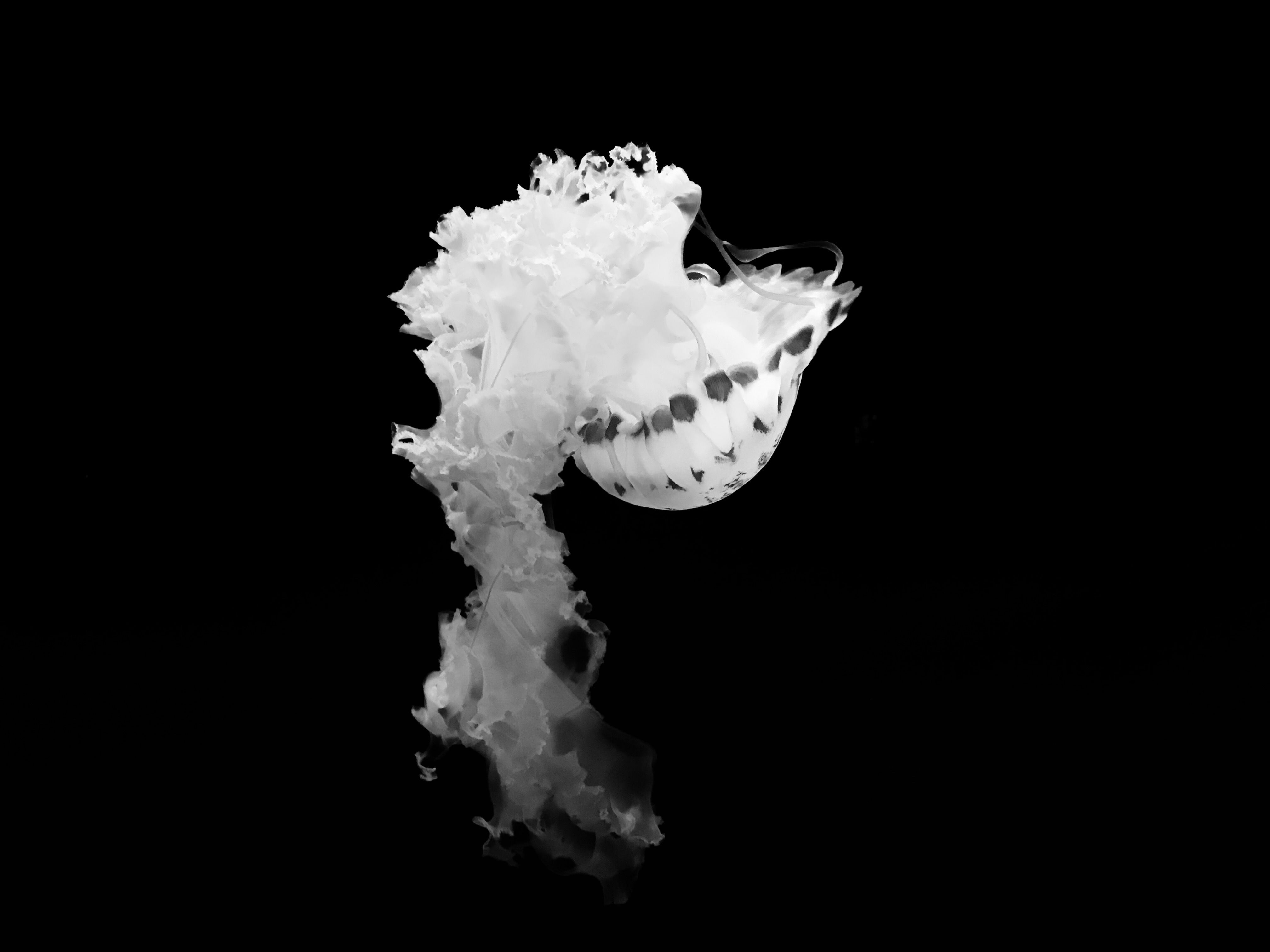 White marine life on black background